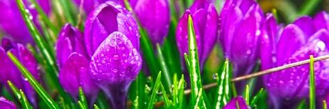 LisaFinnett's profile banner image