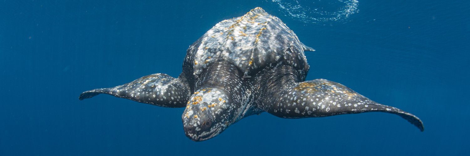 Upwell Turtles banner