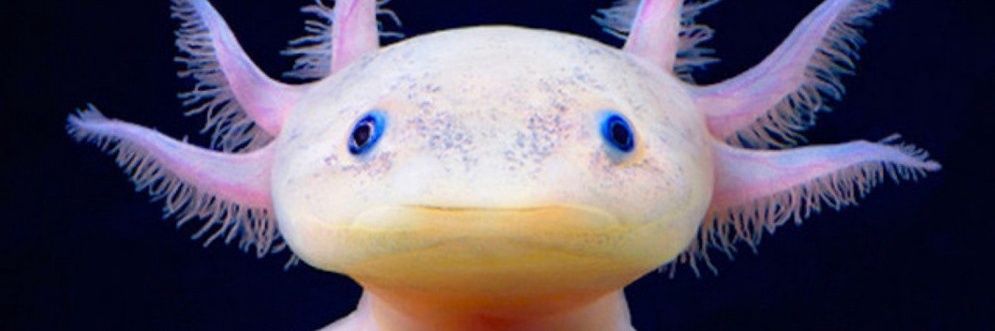 se queda 🐒🦧 banner