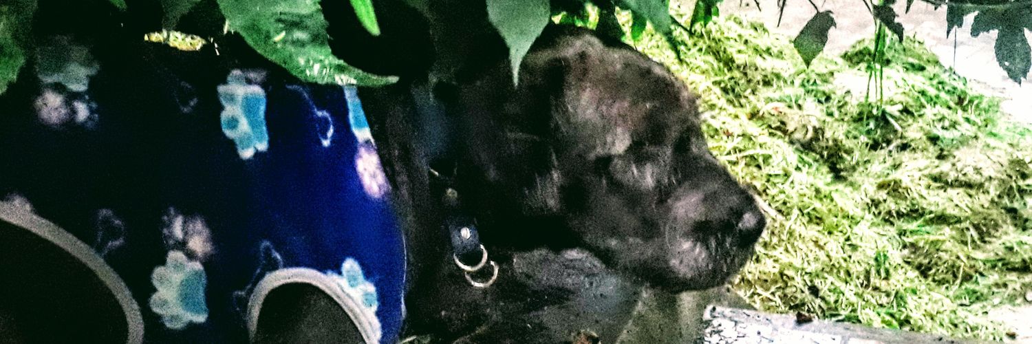 DynaRno's profile banner image