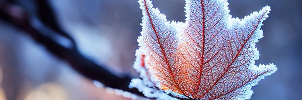 Reg_Protestants Profile Banner