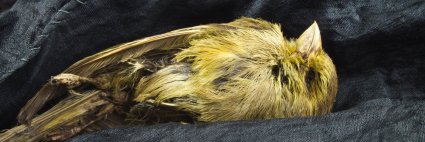 Browsing Monkey banner