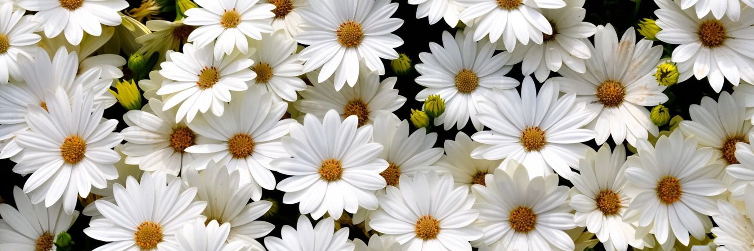 vicnic98's profile banner image