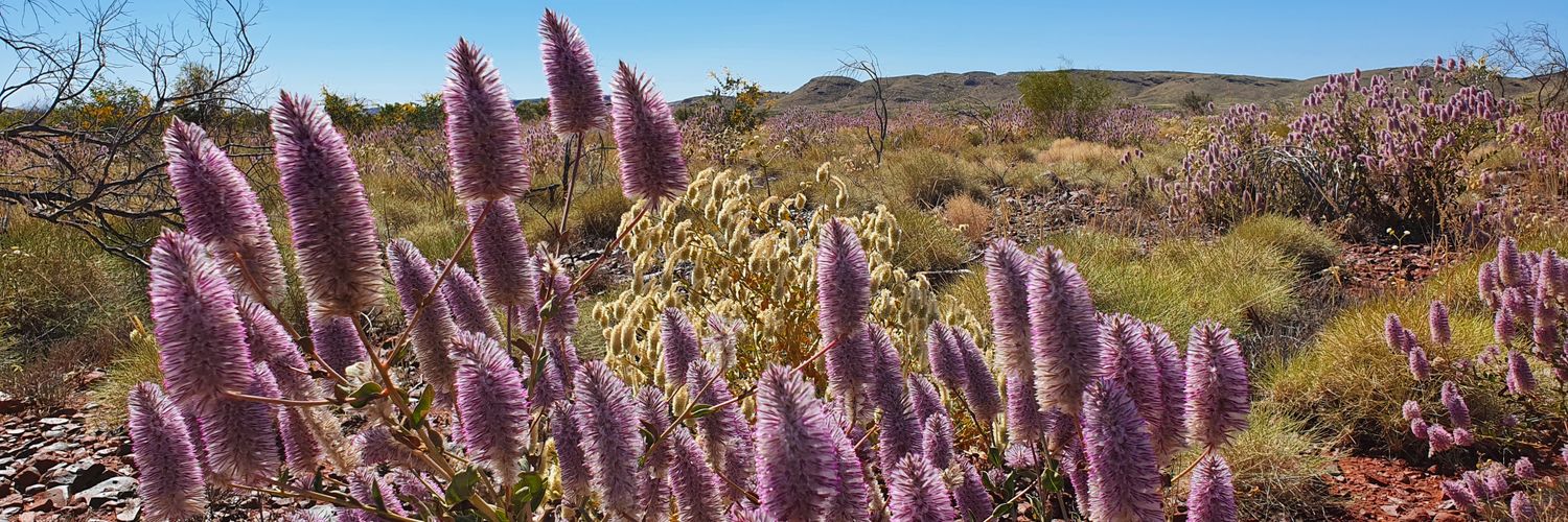 Christine_Doc banner