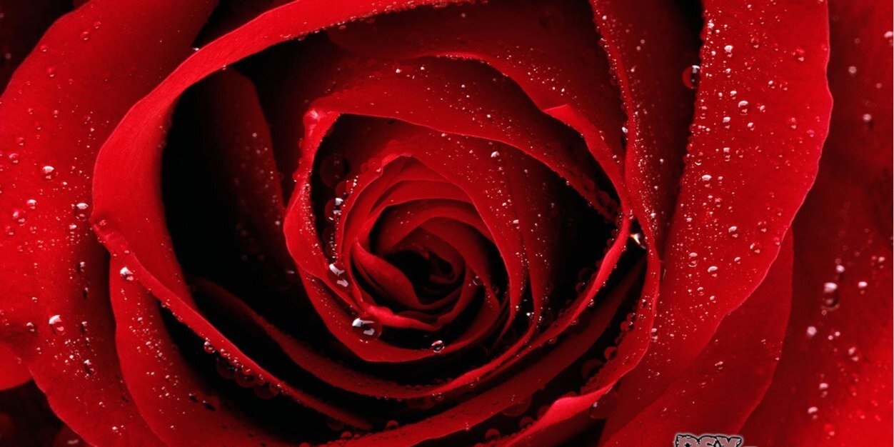 wellyarie's profile banner image