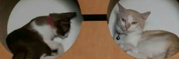 bubie banner