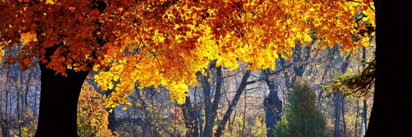 MarkGommans_ Profile Banner