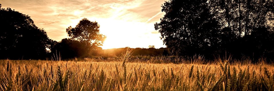 JustInSaneSC's profile banner image