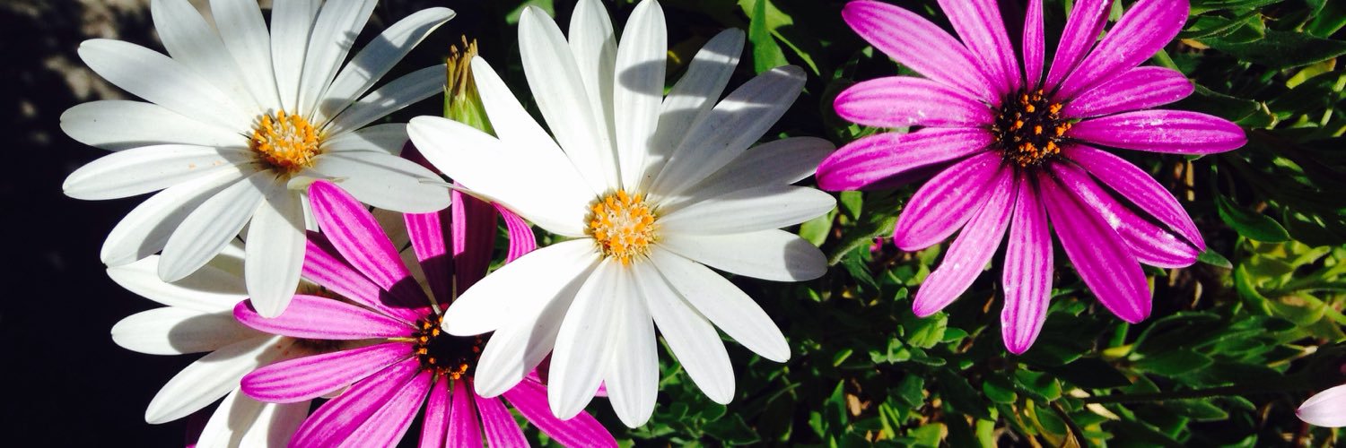 _AnniB's profile banner image