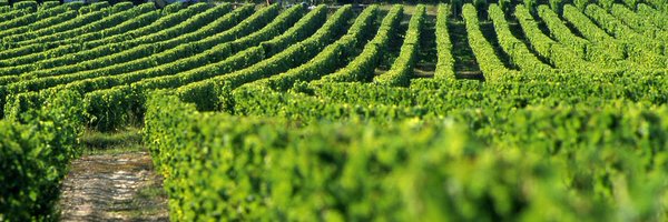 VinsdeGraves Profile Banner