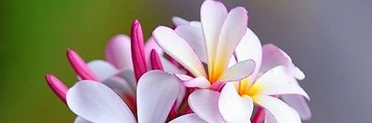 saqib1331's profile banner image