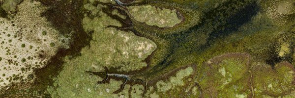 homodelphinius Profile Banner