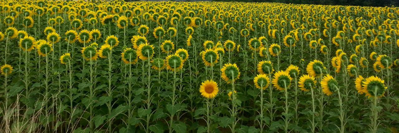 nickimnickolsunmu banner