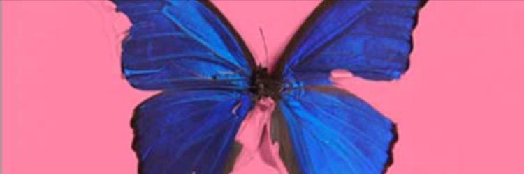 ameliarolfe's profile banner image
