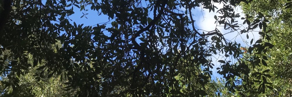 Camryn Knight banner