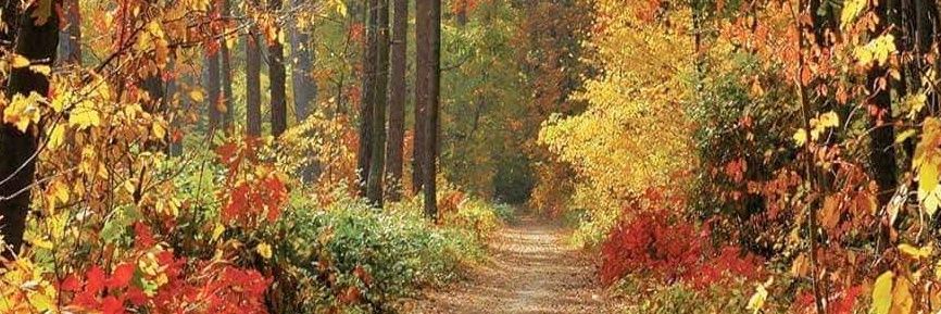 Anissa 🌊🌊🌊 banner