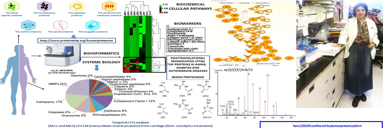 Cristina C. Clement MS PhD banner