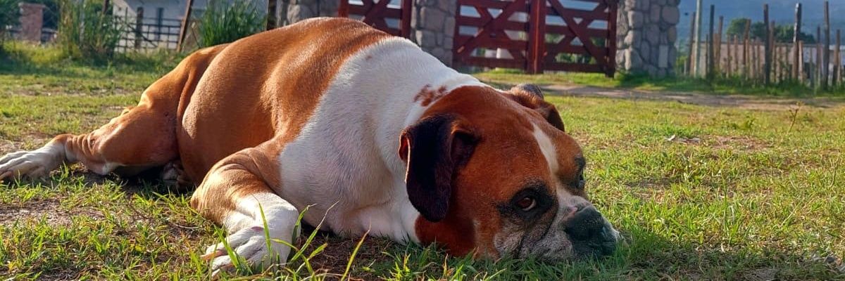 Sofipaz3's profile banner image