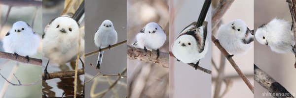 ikeikekao Profile Banner