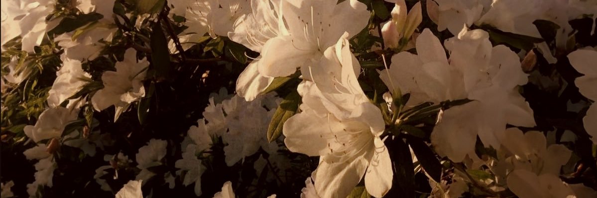 Maddie♡ banner