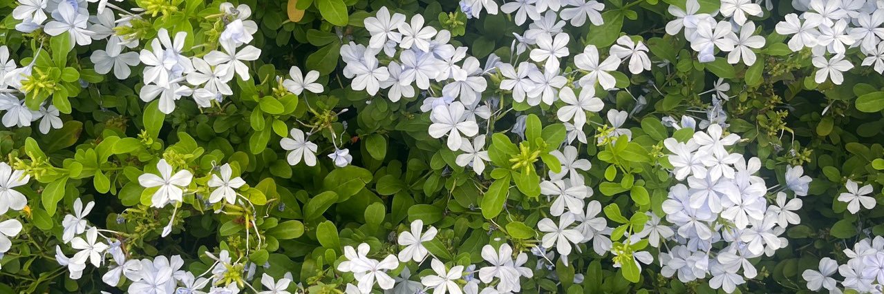 ☾ banner