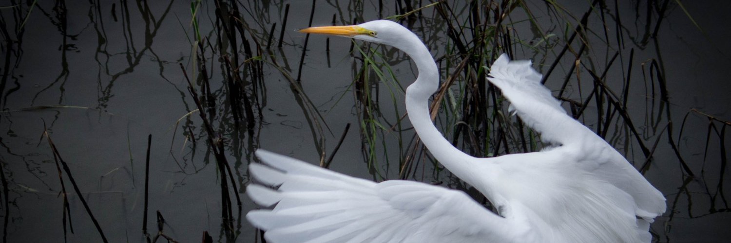 Peg Gillard: Believe You Matter banner