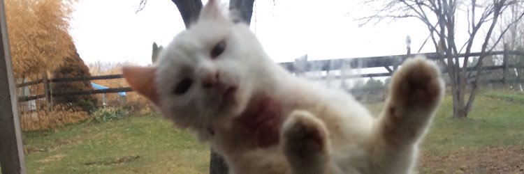 onorofsky's profile banner image