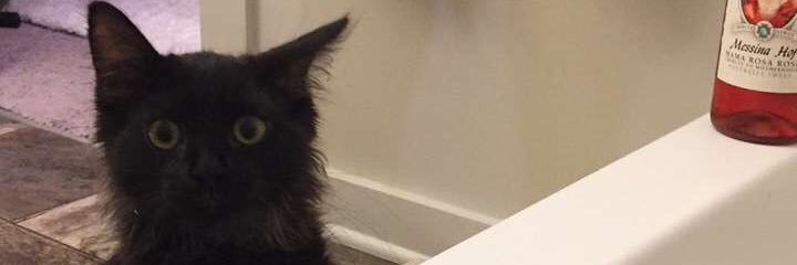 lilchickentat's profile banner image