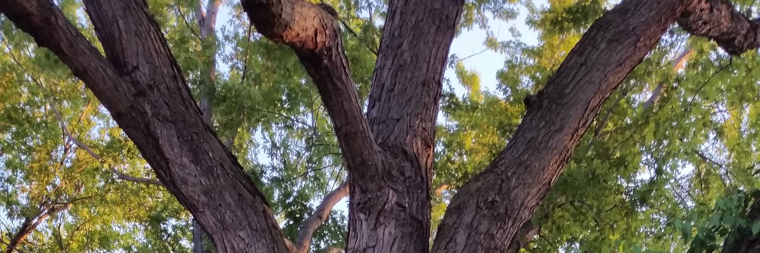 MissBSNelson's profile banner image