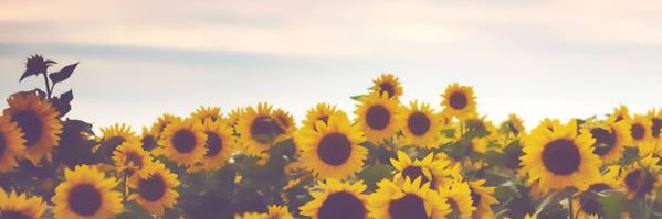 msemilyfishbeck's profile banner image