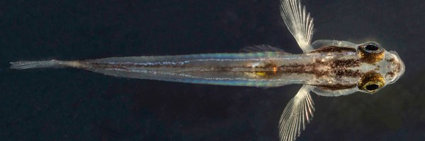 Goby_Wan Profile Banner
