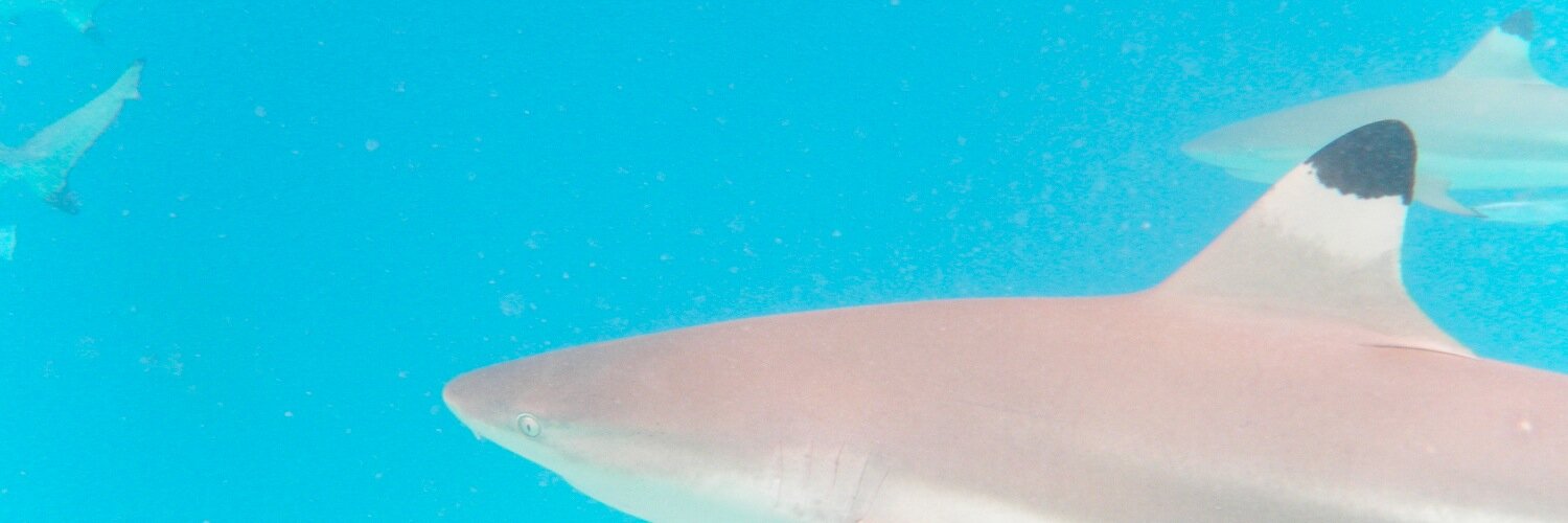 CharlesDickburt's profile banner image