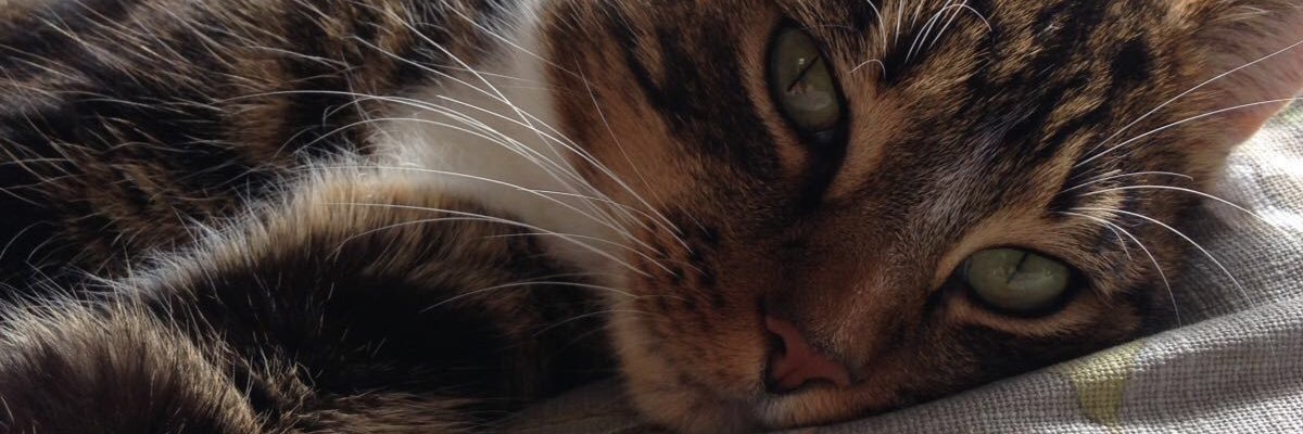 longjimjim's profile banner image