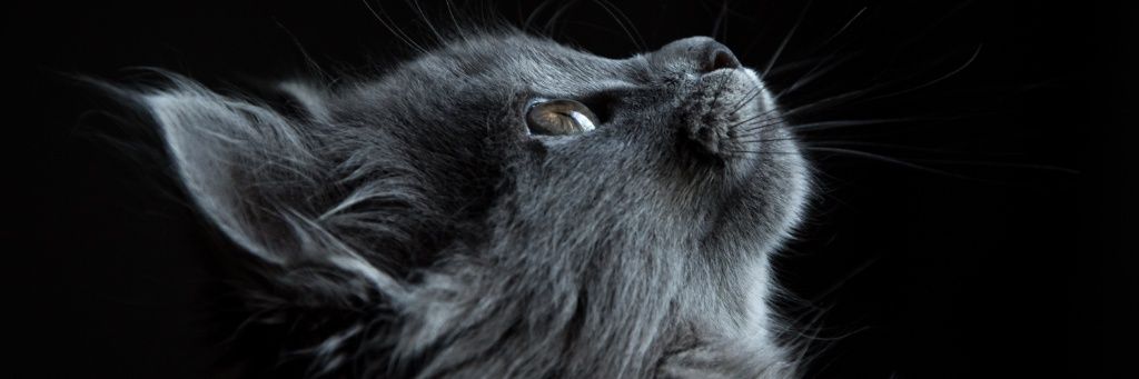 tronosvorazes's profile banner image