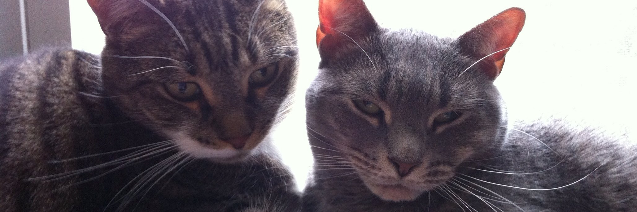 Caitlin Heaney West banner