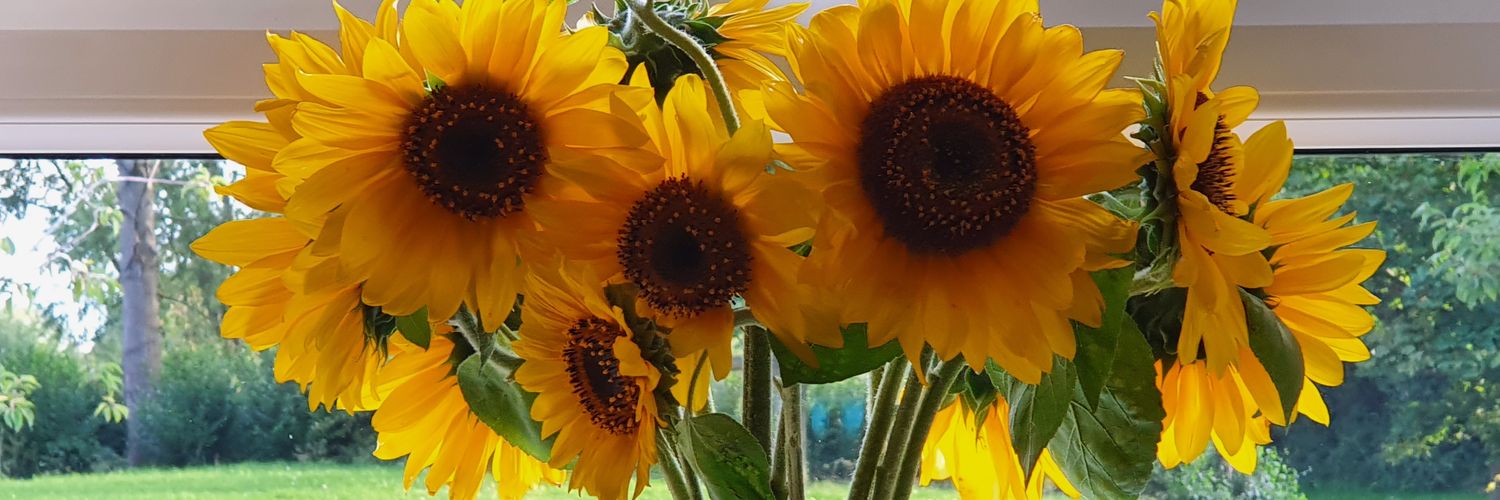 TrishORourke1's profile banner image