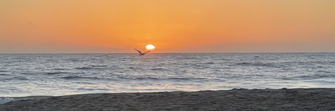 Julia Raich banner