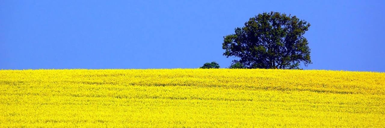 Kenderville's profile banner image