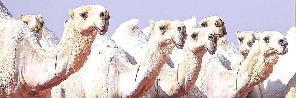 نادر القفاري التميمي ..🐪🎖️ banner