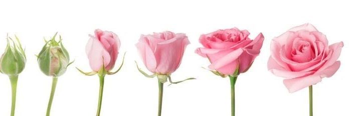 ต้าวความสุข😇 banner