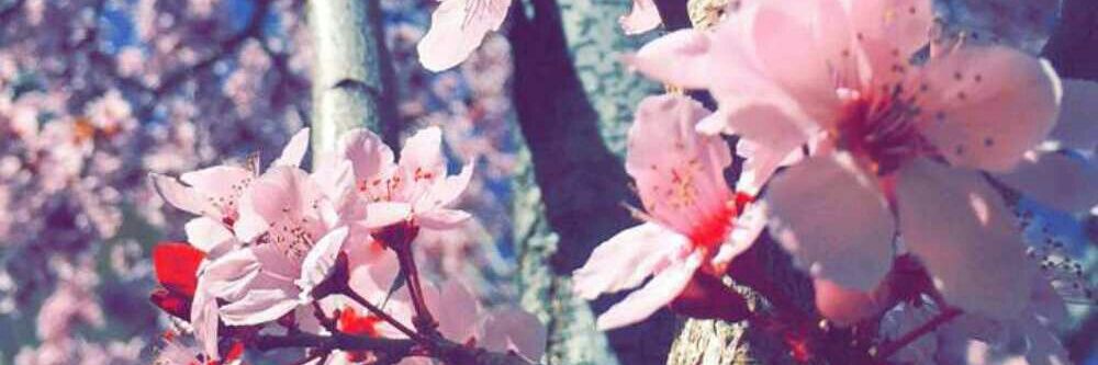 Hannah Cockroft banner