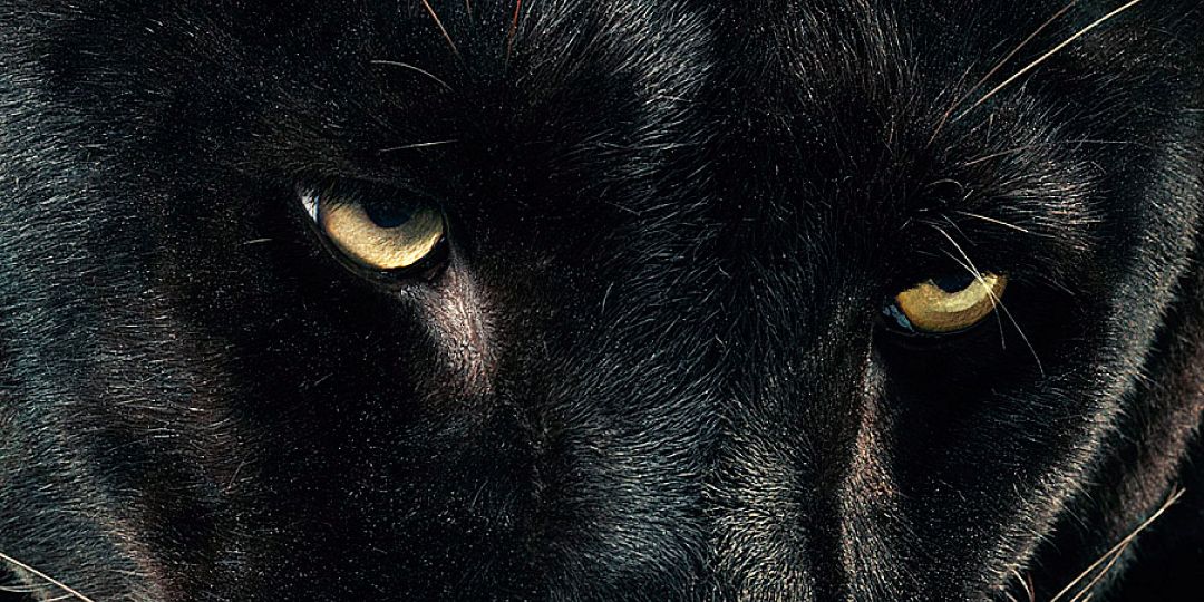 Domeniicka's profile banner image