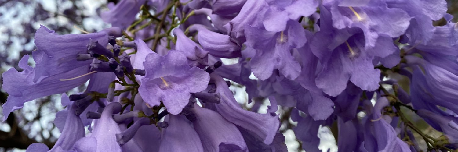 AleBombela's profile banner image