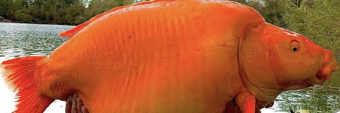 Danny Steak banner