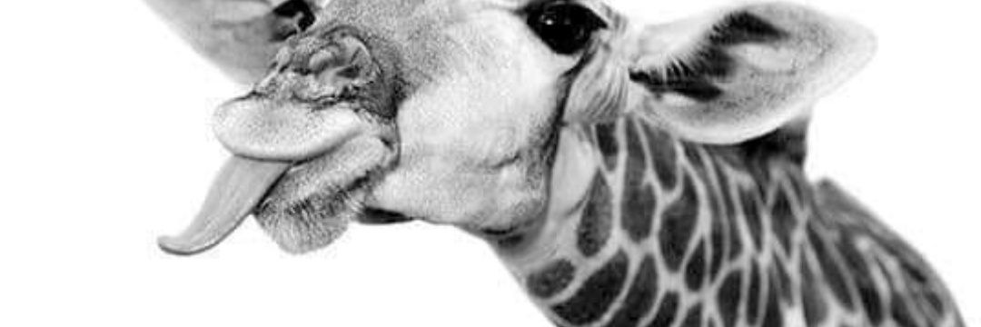Yulaana's profile banner image