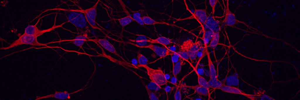 Andrew Kochvar, DO, MPH banner