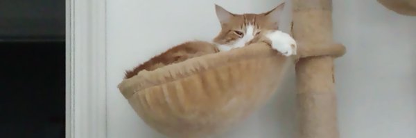 CagleCats Profile Banner