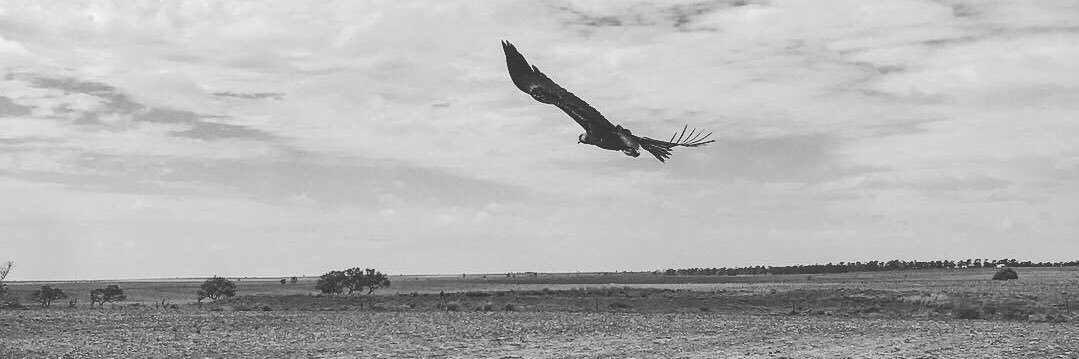 Shannon Crocker banner