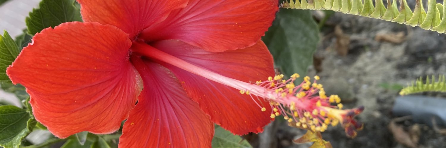 samisosaaaa_'s profile banner image