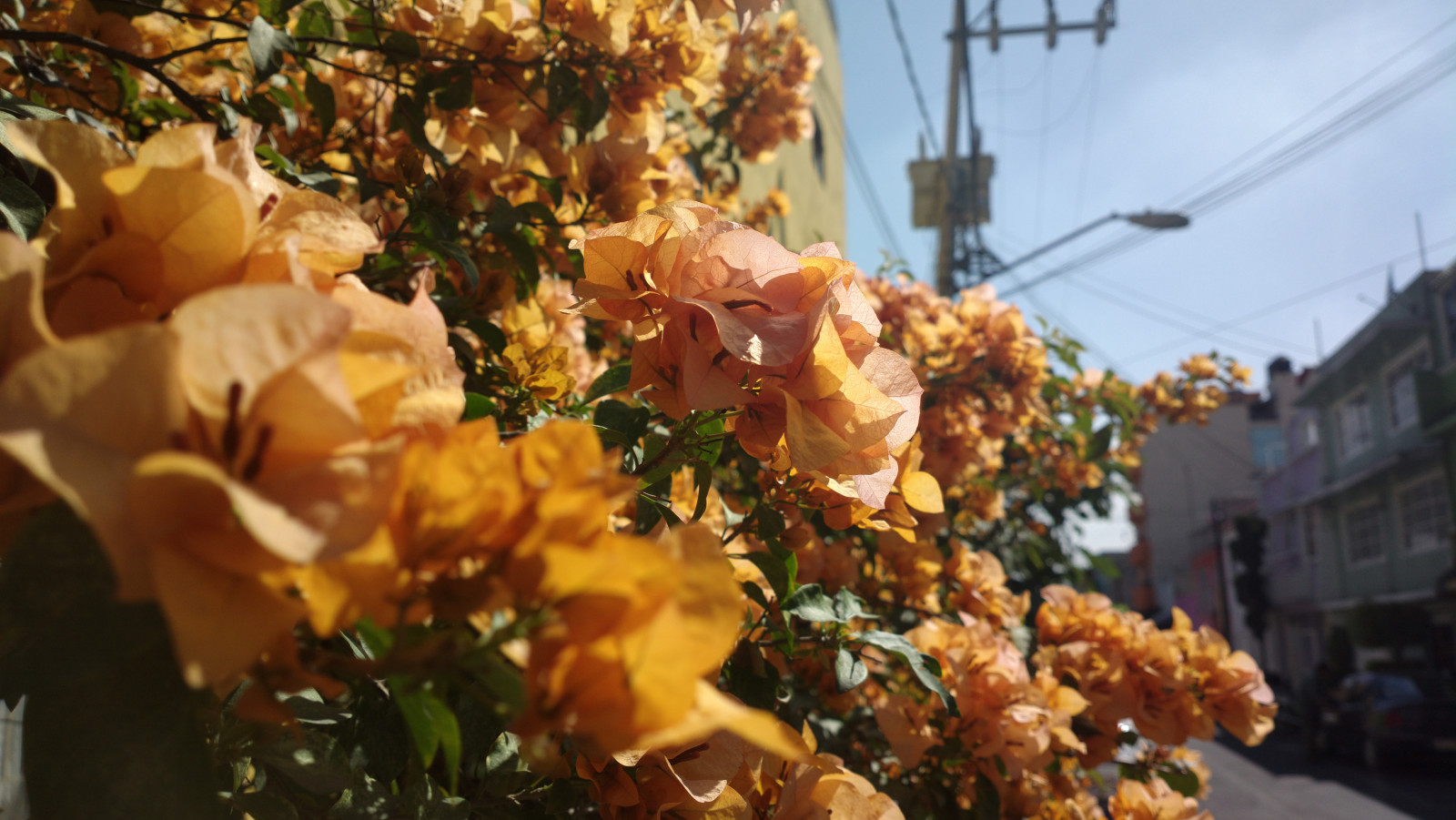 Danette Victorio banner